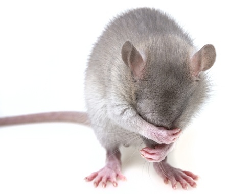 Rat